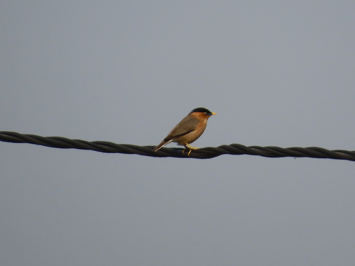 Brahminy Starling - ML646034989
