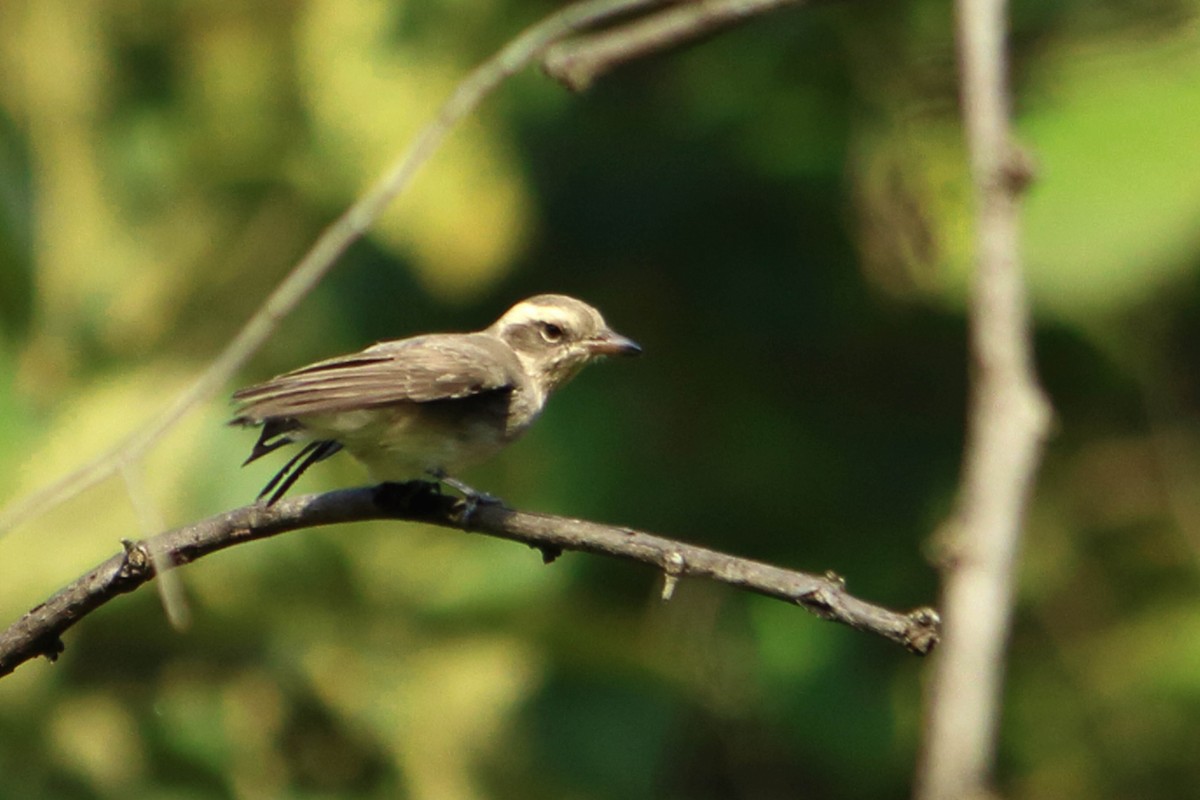 Common Woodshrike - ML646034990