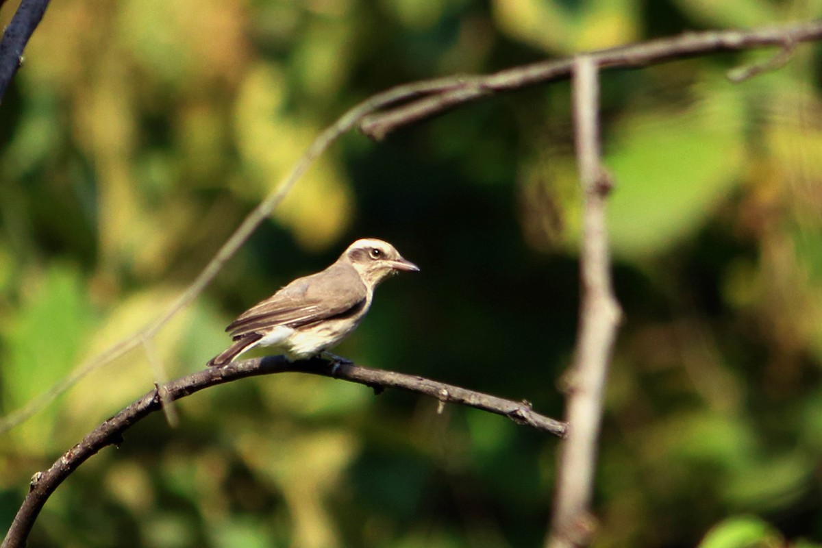 Common Woodshrike - ML646034991
