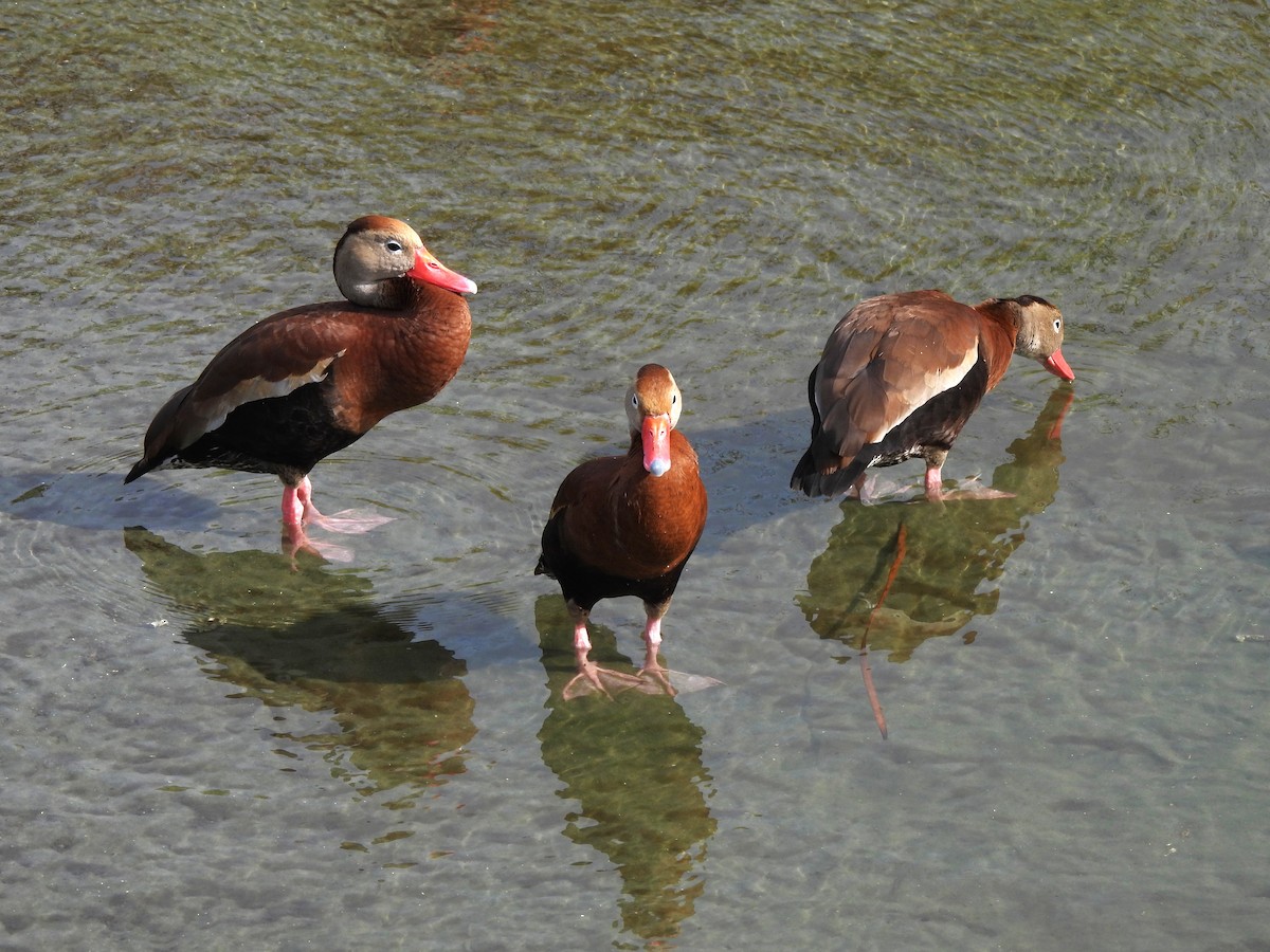 Black-bellied Whistling-Duck - ML646034992