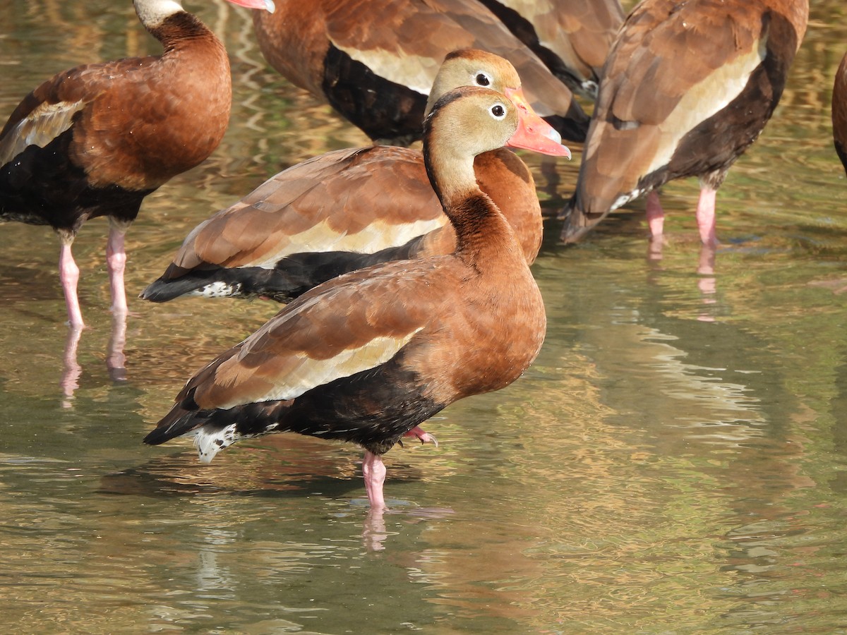 Black-bellied Whistling-Duck - ML646034993