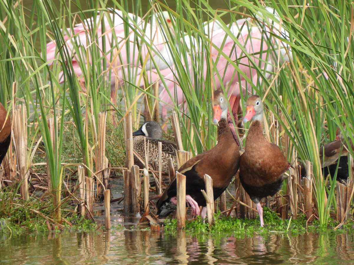 Black-bellied Whistling-Duck - ML646034994