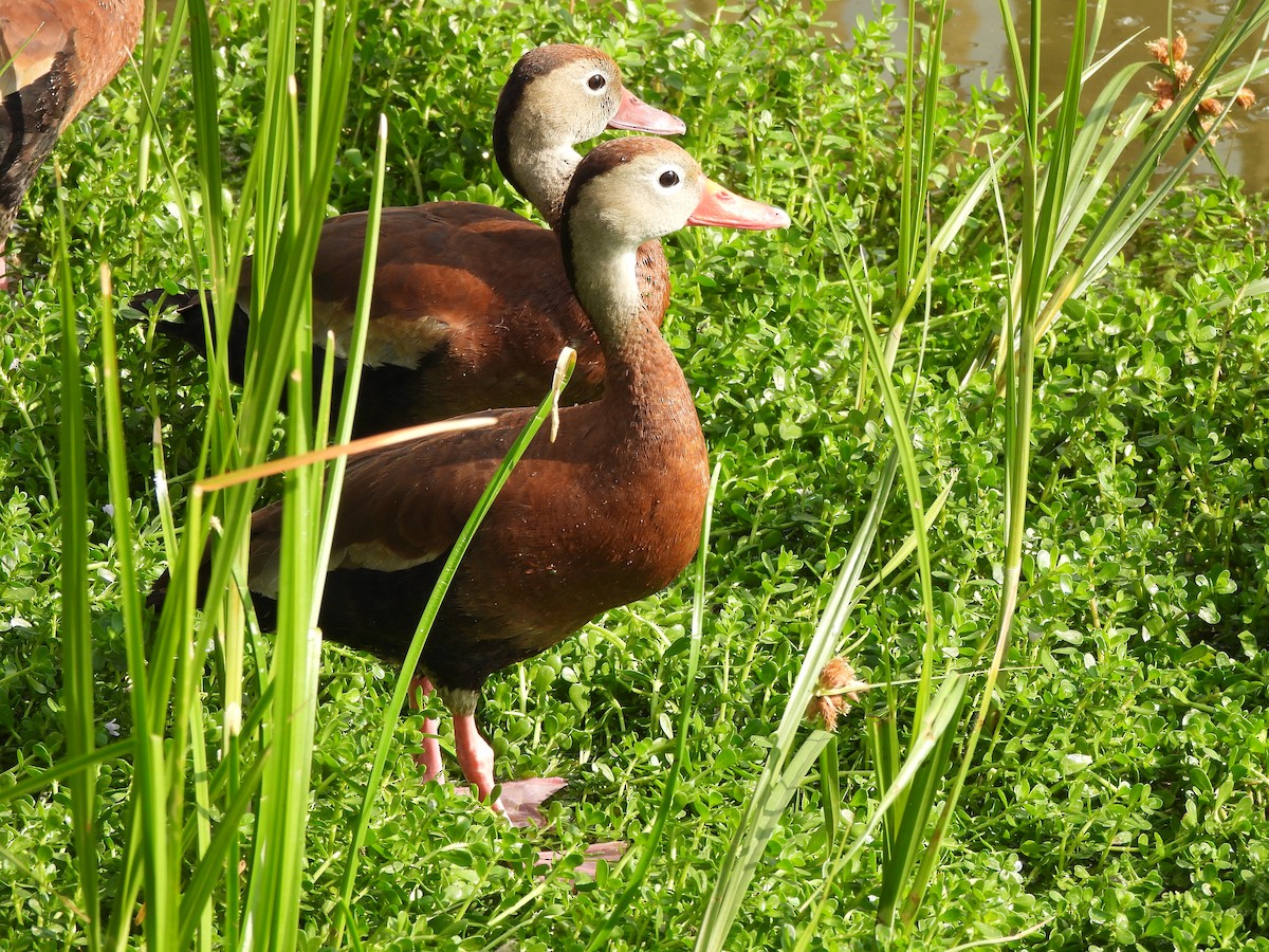Black-bellied Whistling-Duck - ML646034995