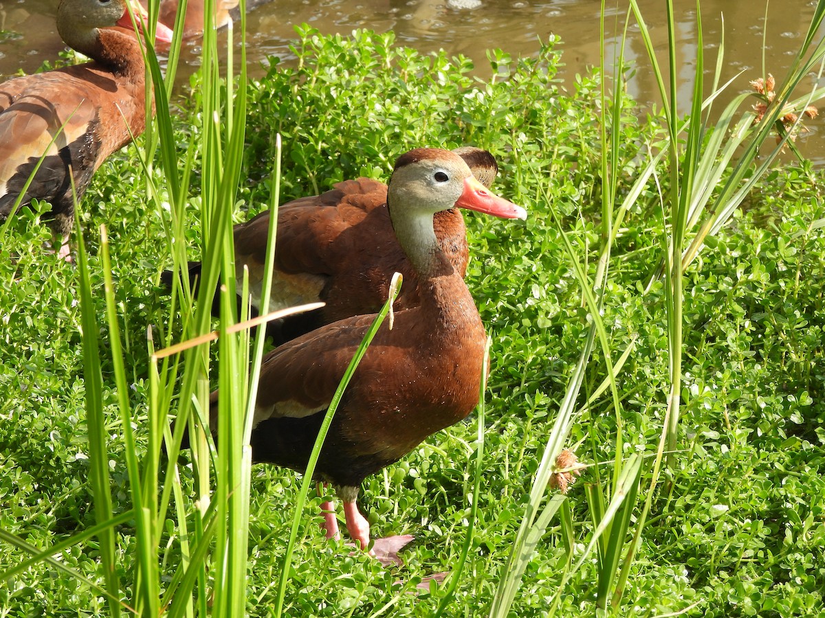 Black-bellied Whistling-Duck - ML646034996