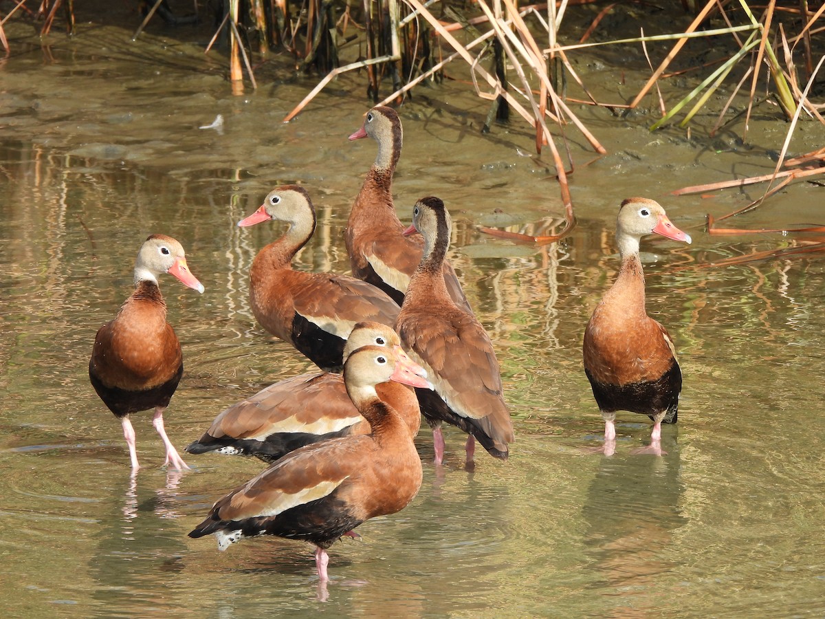 Black-bellied Whistling-Duck - ML646034997