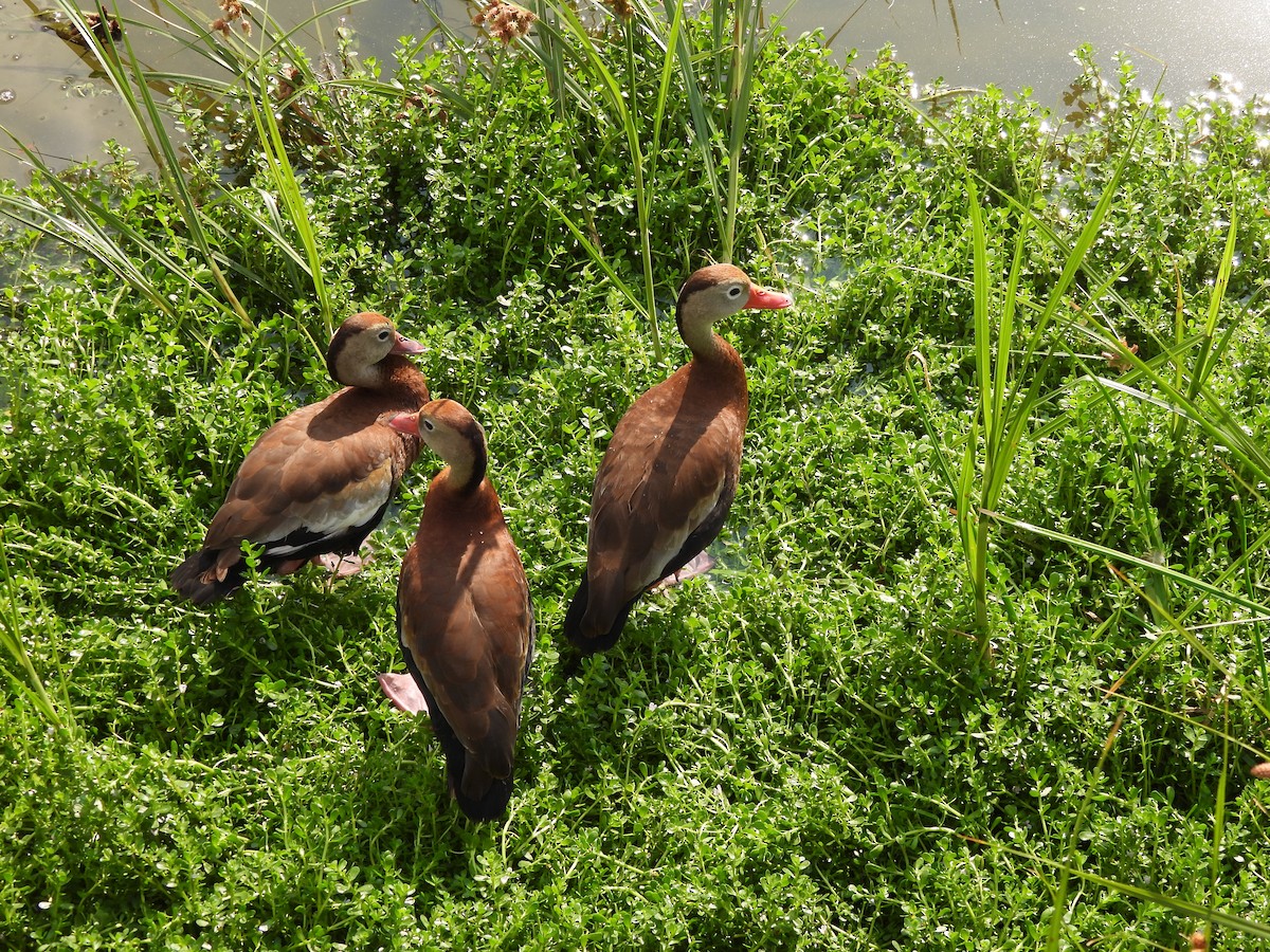 Black-bellied Whistling-Duck - ML646034998