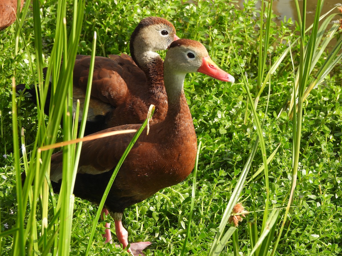 Black-bellied Whistling-Duck - ML646034999