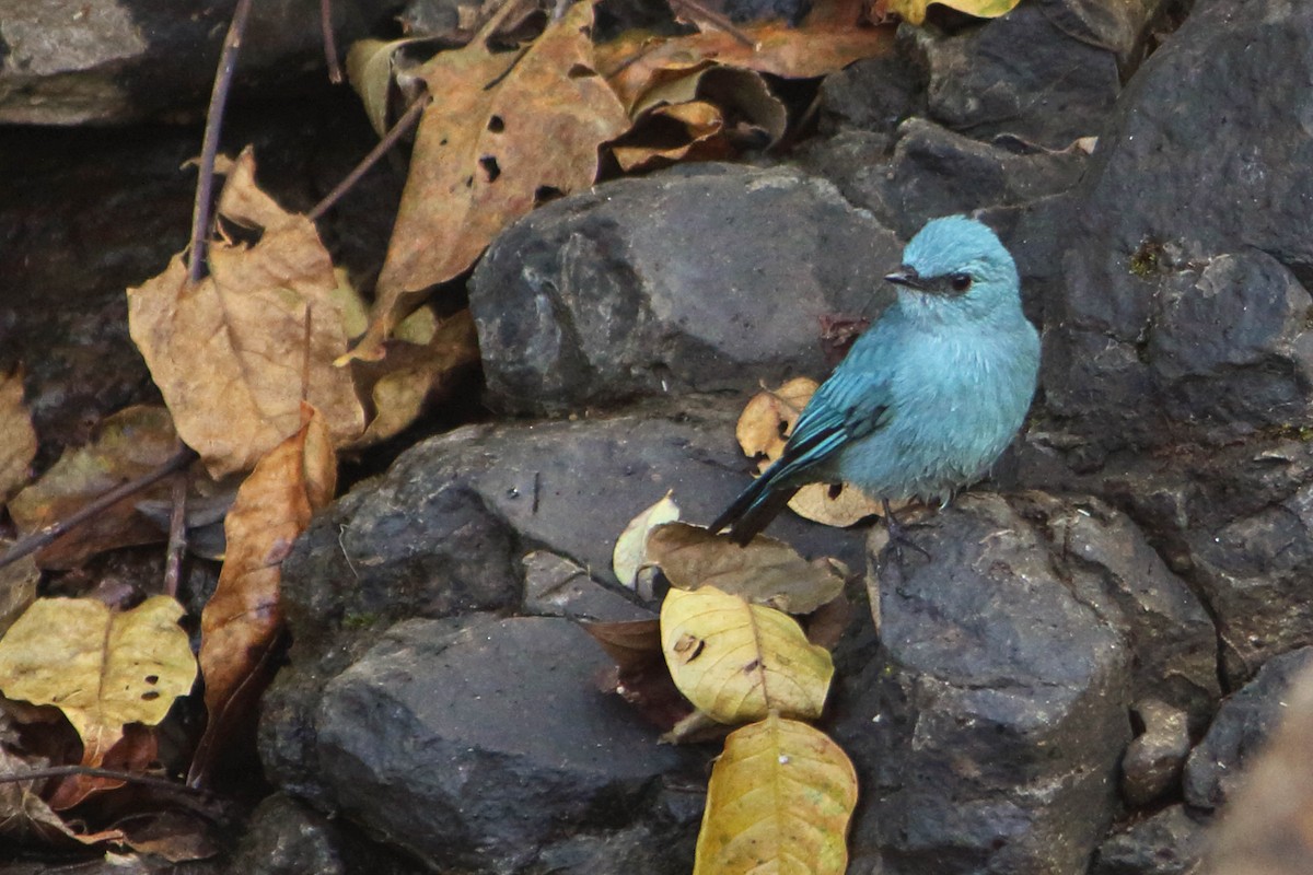 Verditer Flycatcher - ML646035000