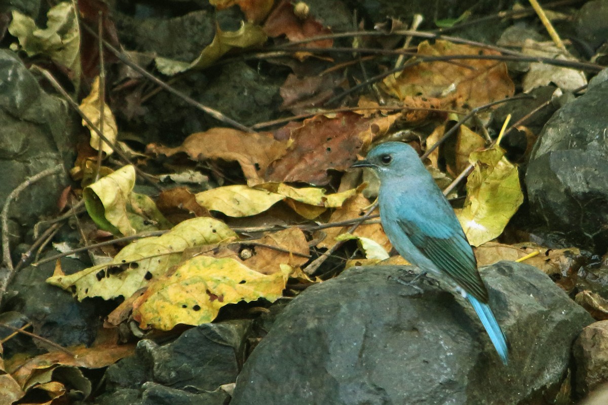 Verditer Flycatcher - ML646035001