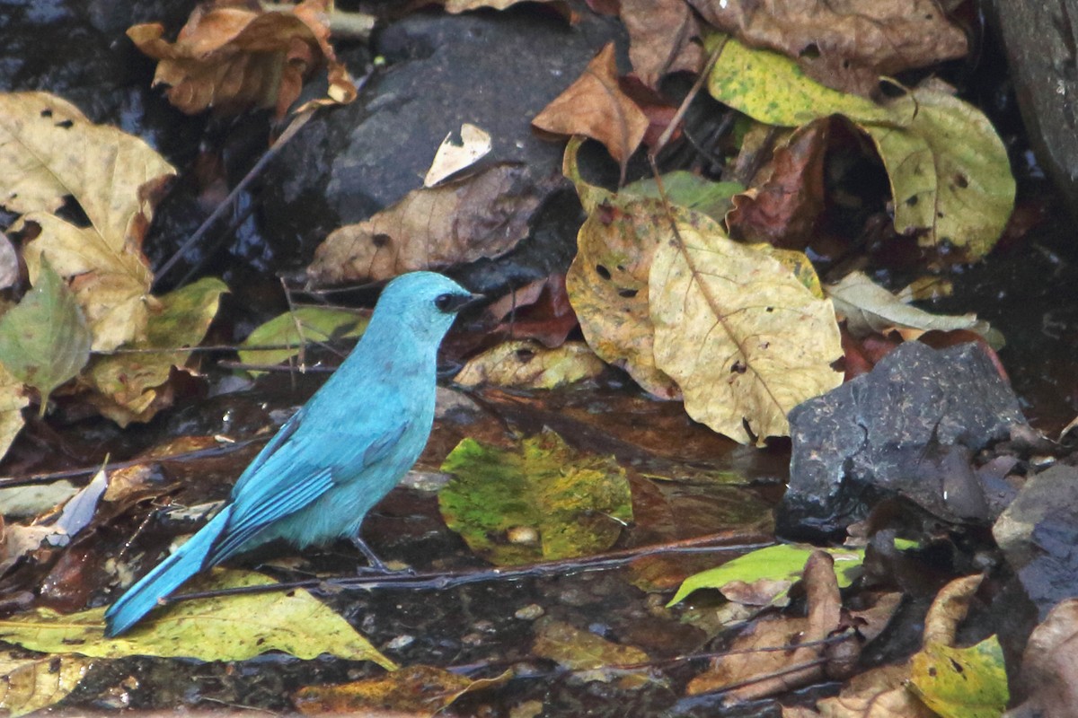 Verditer Flycatcher - ML646035002
