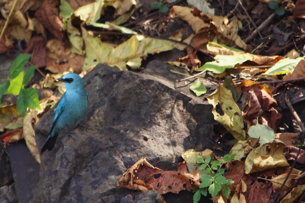 Verditer Flycatcher - ML646035003