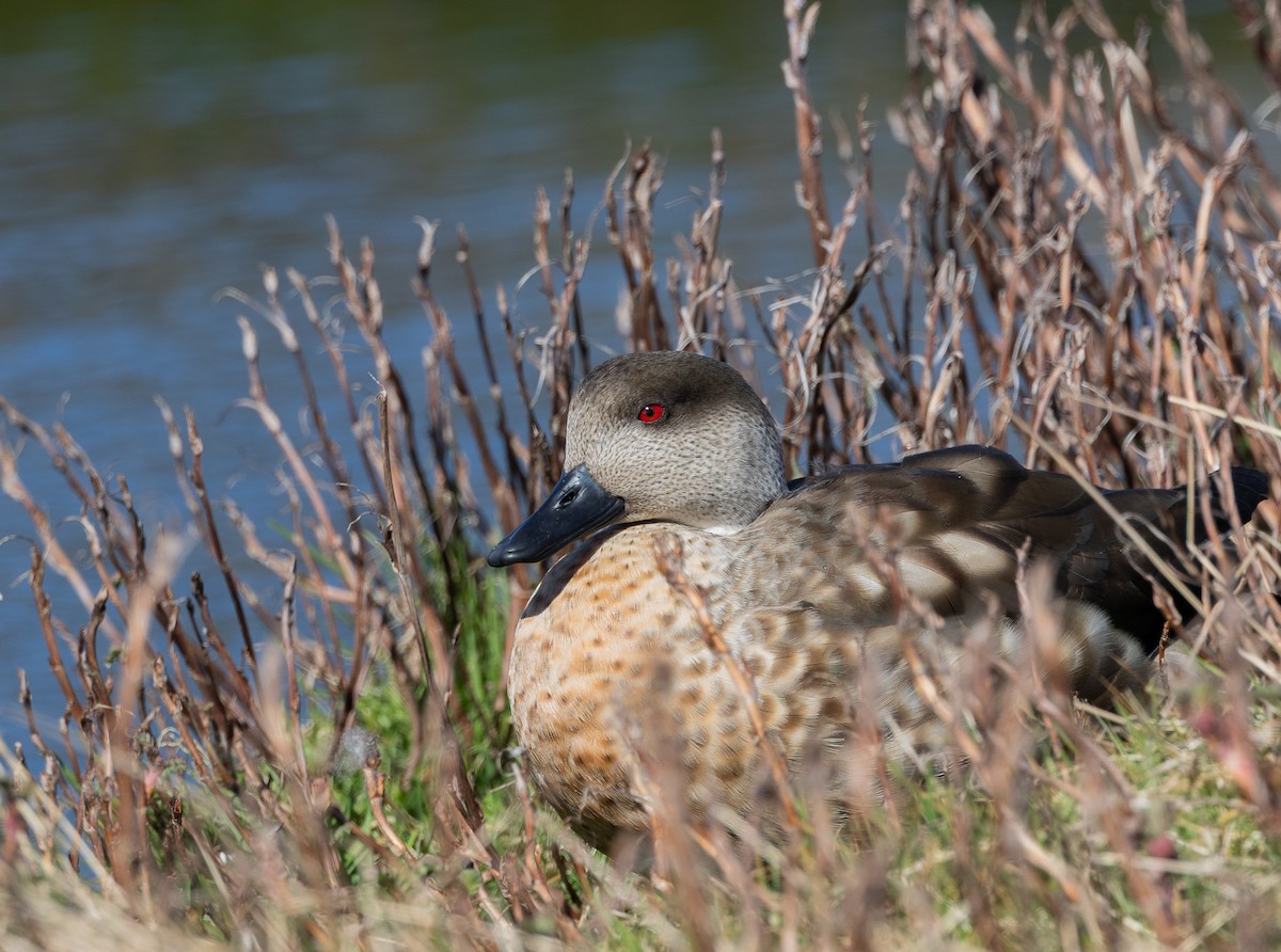 Crested Duck - ML646035004