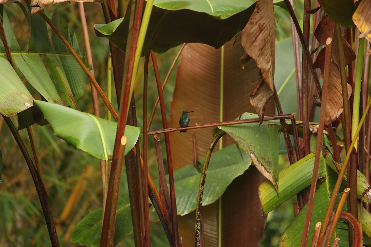 Glittering-throated Emerald - ML646035005