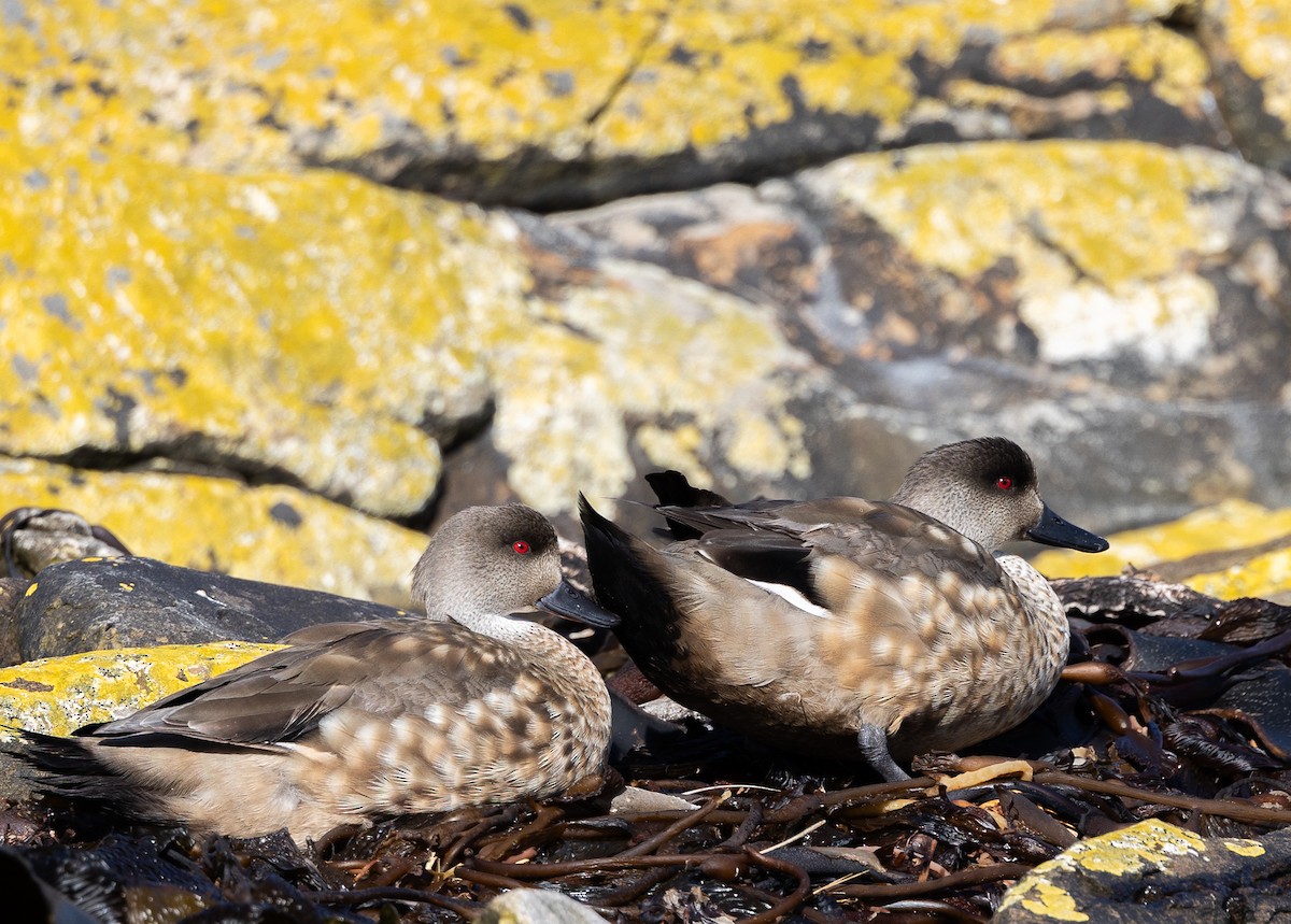 Crested Duck - ML646035006