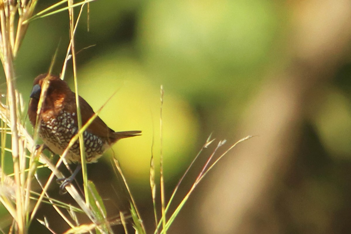 Scaly-breasted Munia - ML646035007