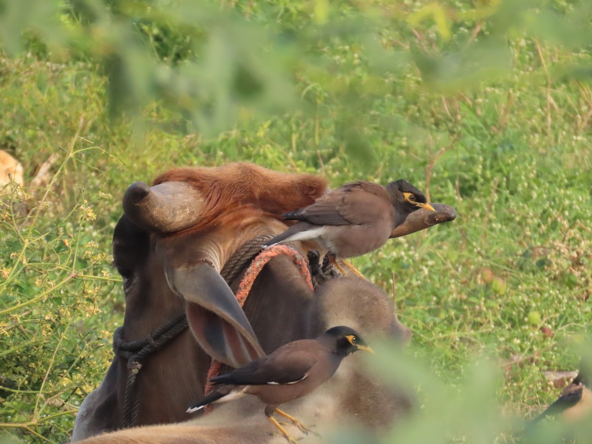 Common Myna - ML646035008