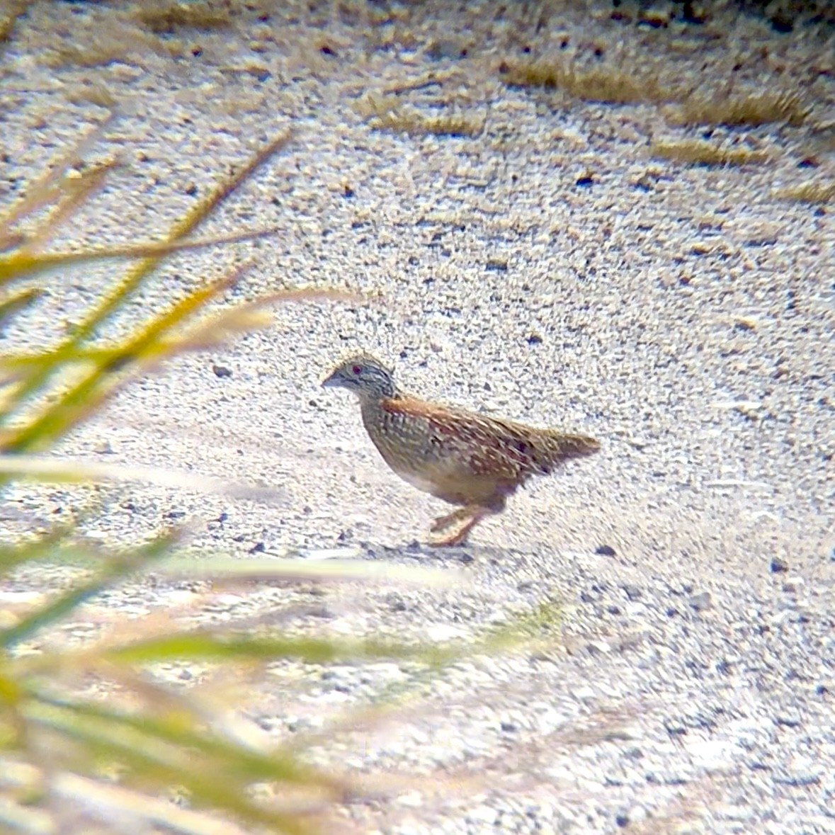 Painted Buttonquail - ML646035009