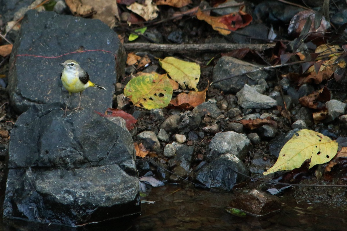 Gray Wagtail - ML646035010
