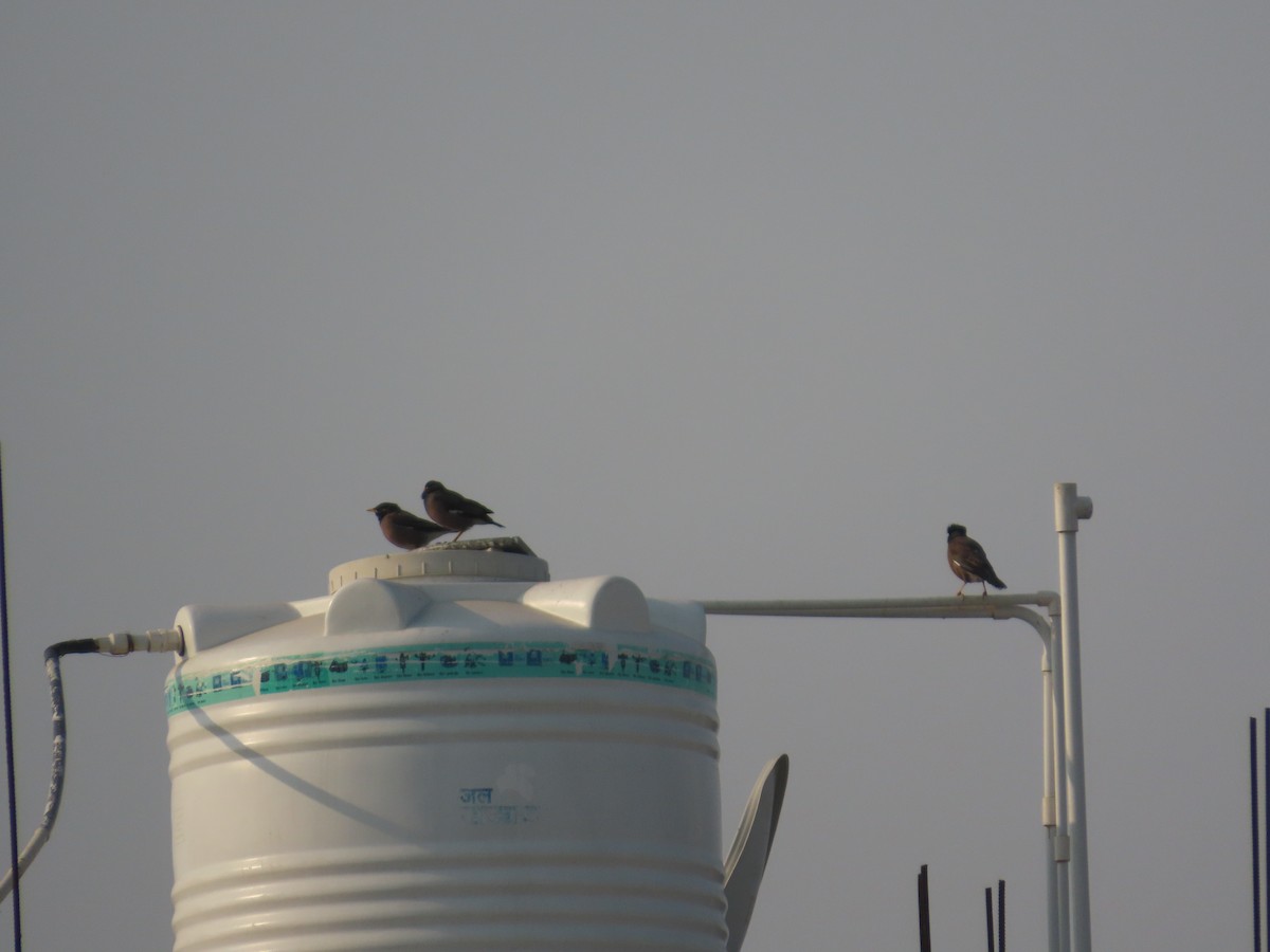 Common Myna - ML646035011