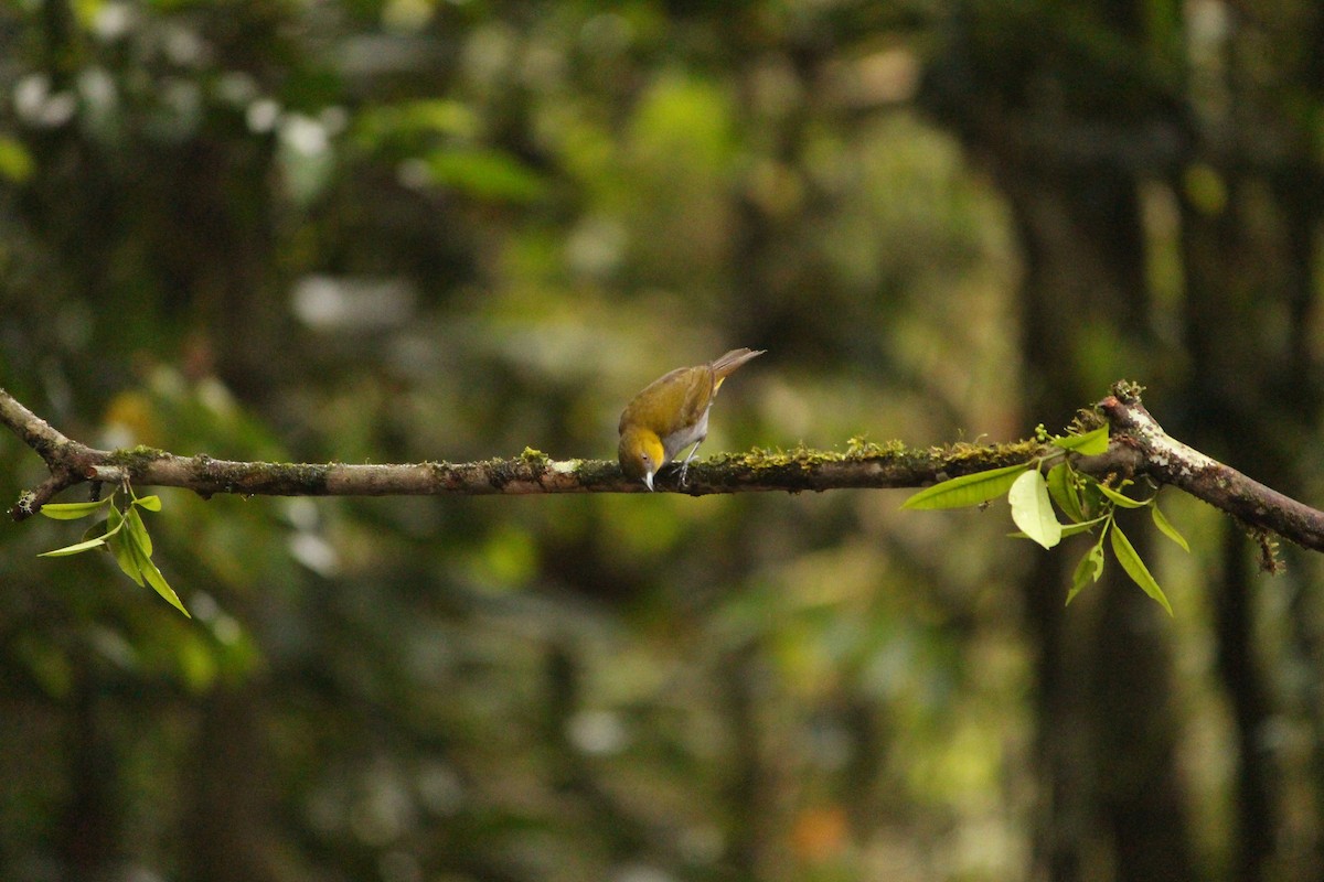 Yellow-throated Chlorospingus (Yellow-throated) - ML646035012