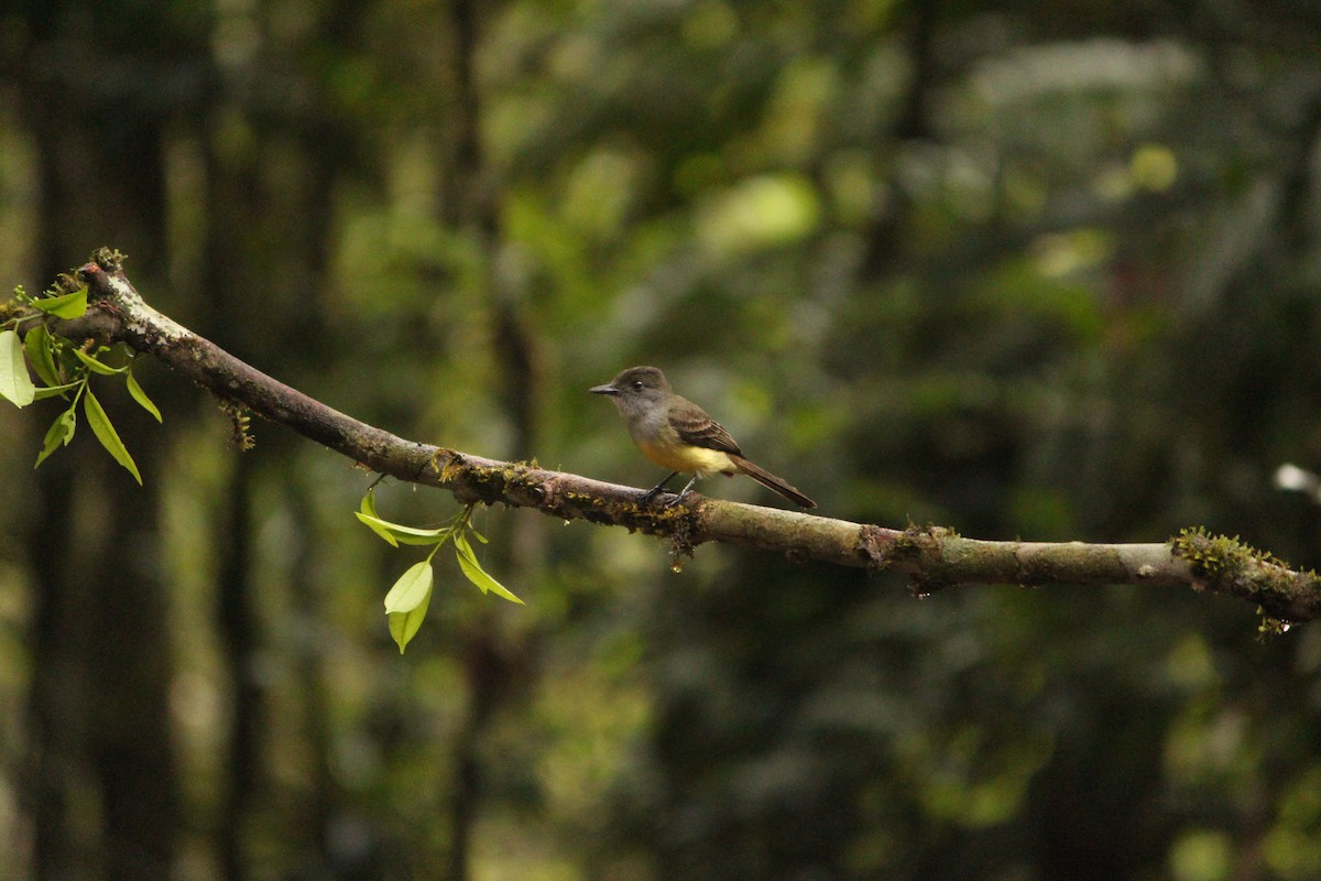 オリーブヒタキモドキ - ML646035019