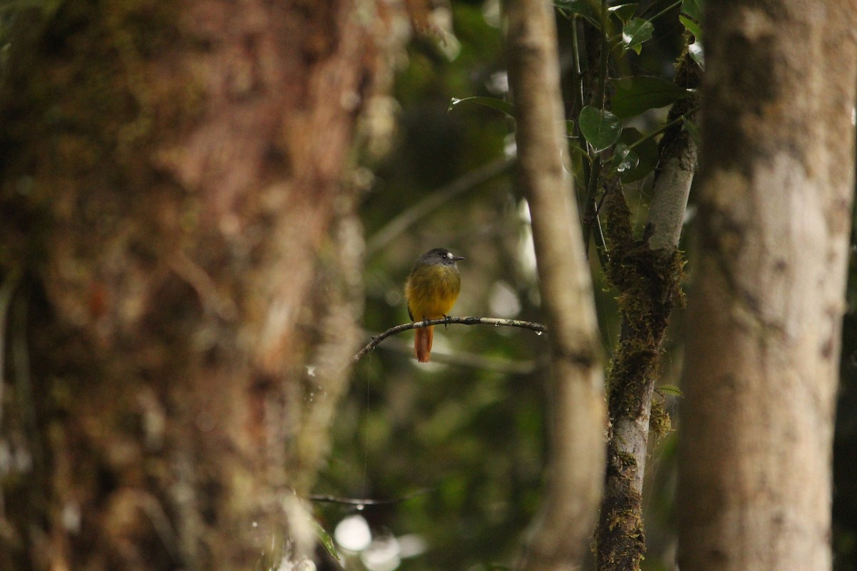 Мухоїд-білозір (підвид phoenicurus/aureiventris) - ML646035023