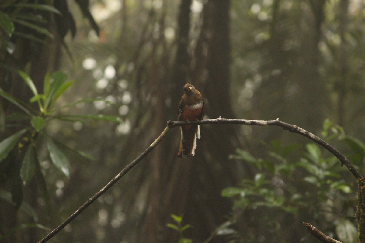 クビワキヌバネドリ - ML646035039