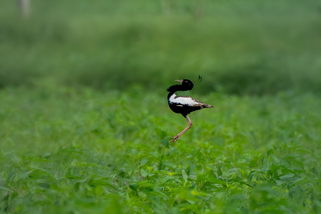 Outarde passarage - ML646035040