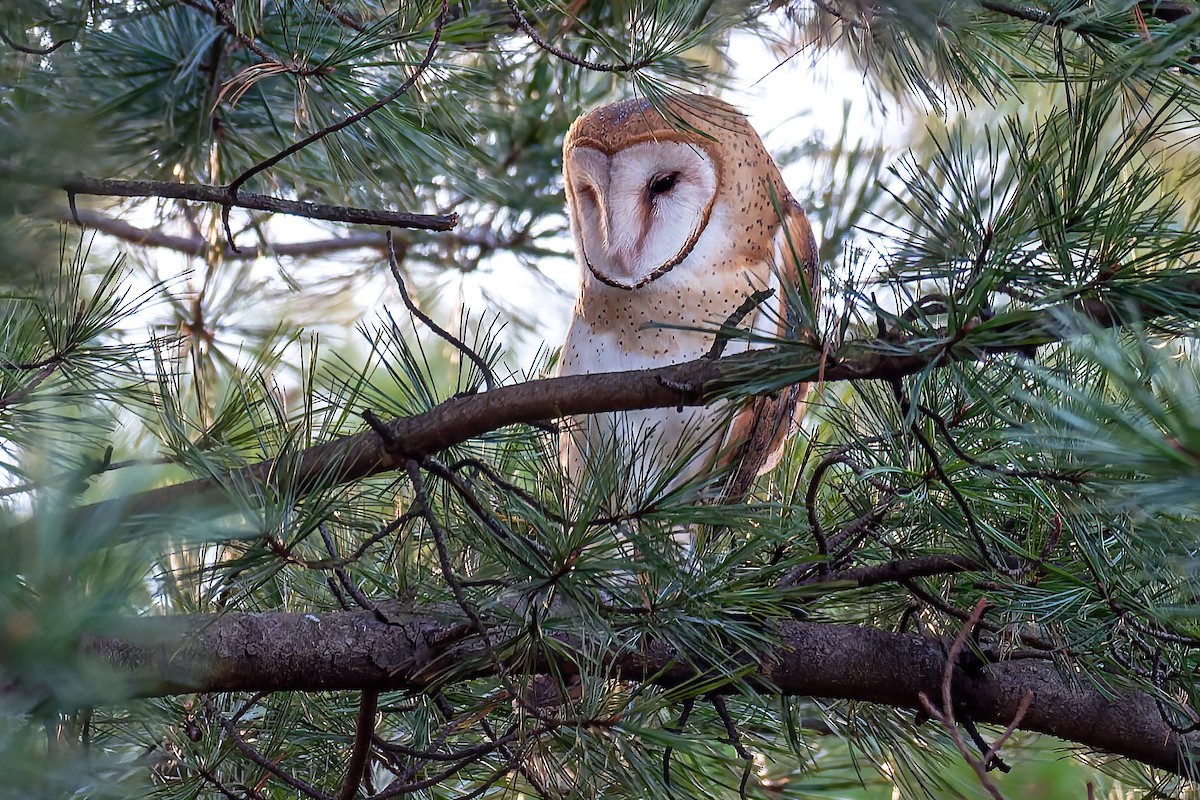 sova americká - ML646035041