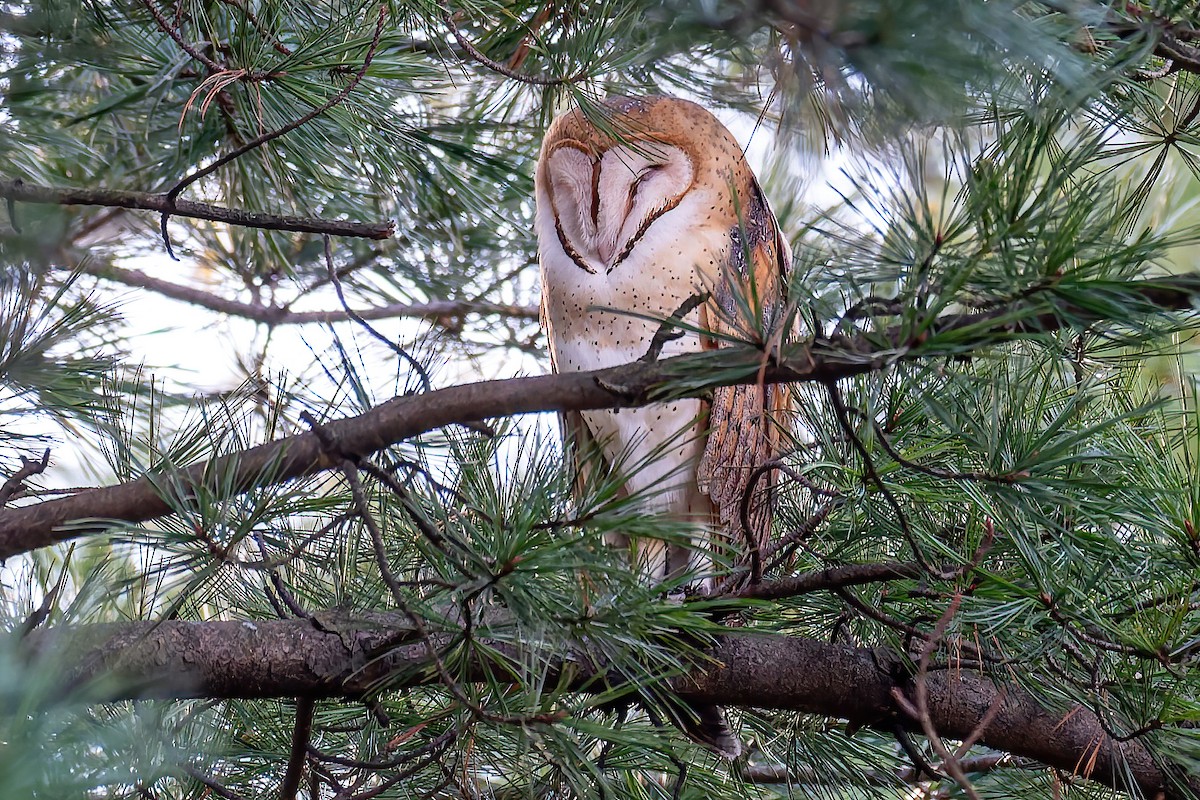 sova americká - ML646035042