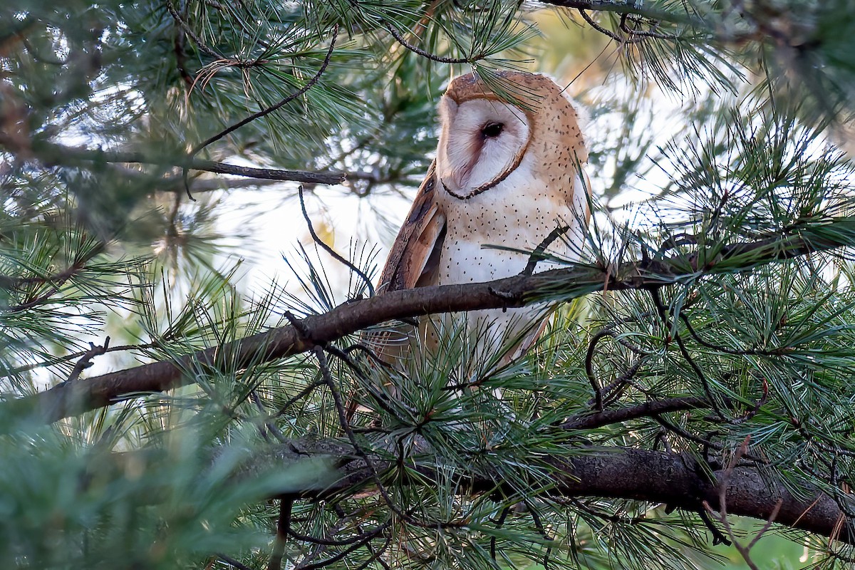 sova americká - ML646035043