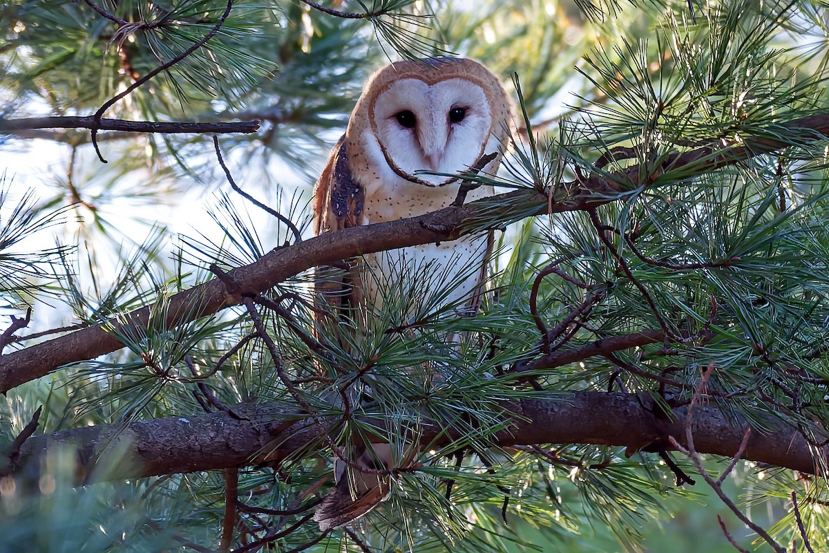 sova americká - ML646035044