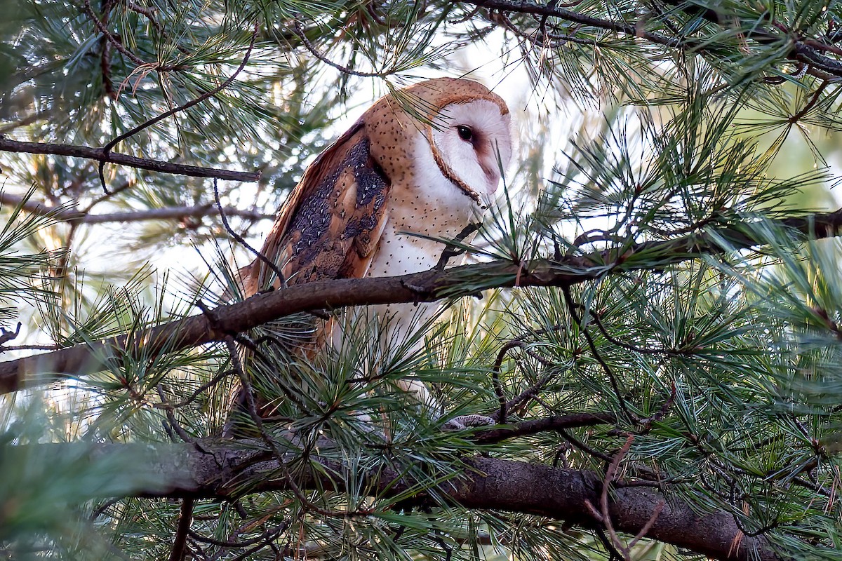 sova americká - ML646035045