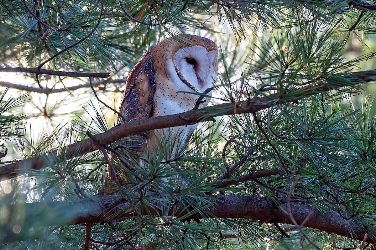 sova americká - ML646035046