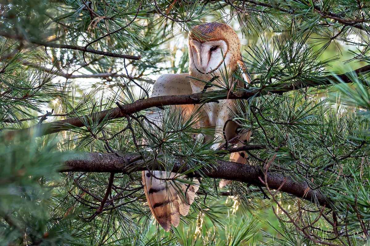 sova americká - ML646035047