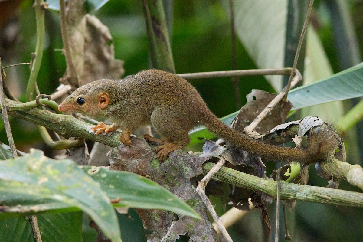 Lesser Treeshrew - ML646035048
