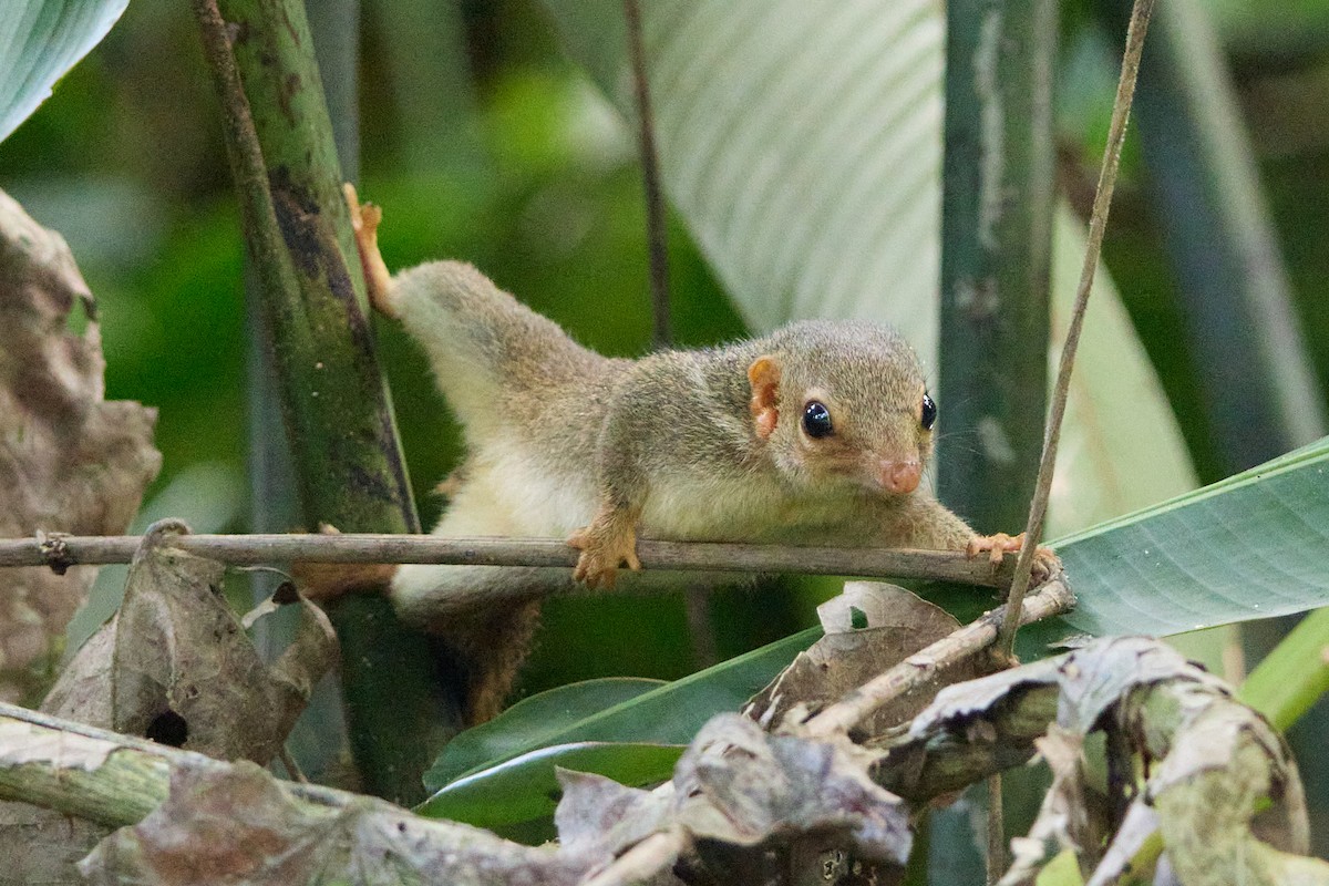 Lesser Treeshrew - ML646035049