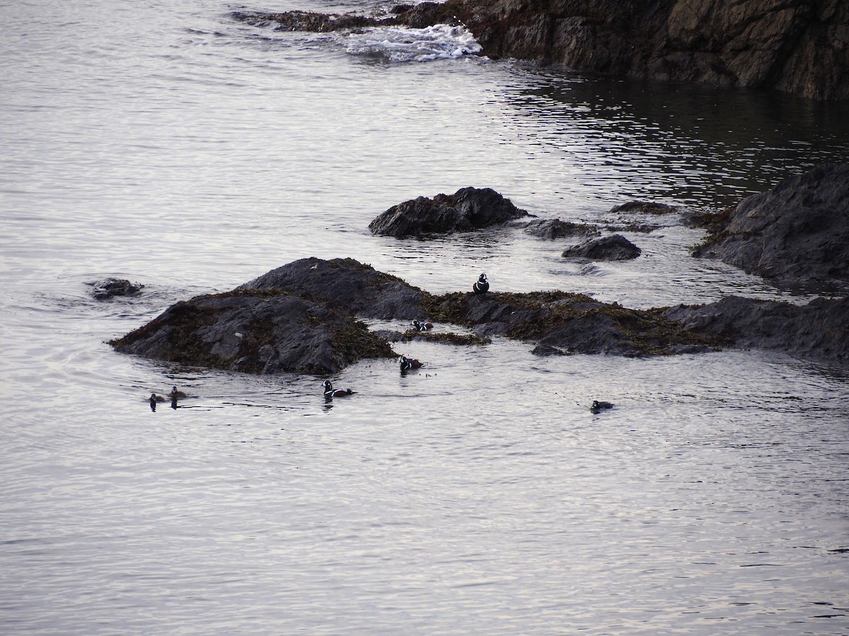 Ahate arlekina - ML646035053