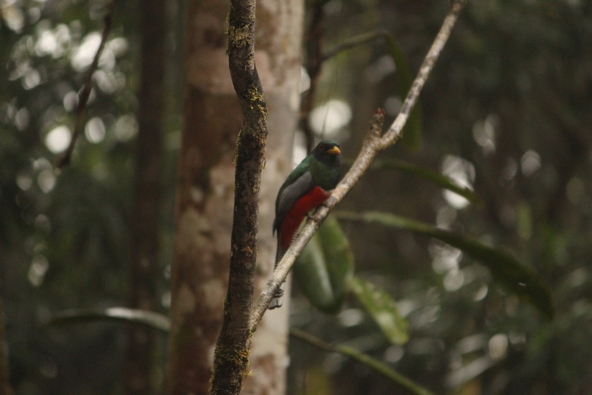 Collared Trogon - ML646035054