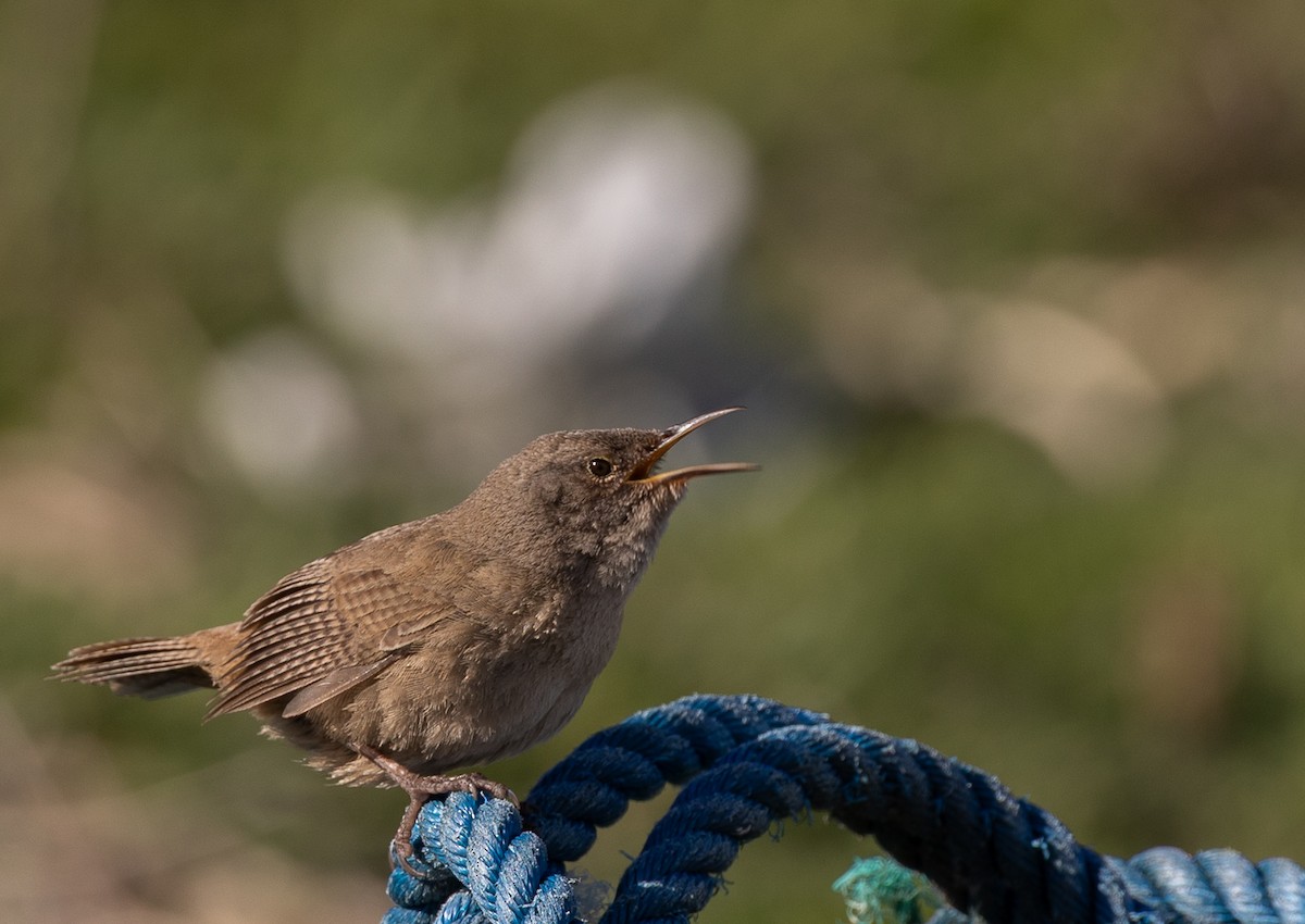 Falklandzaunkönig - ML646035055