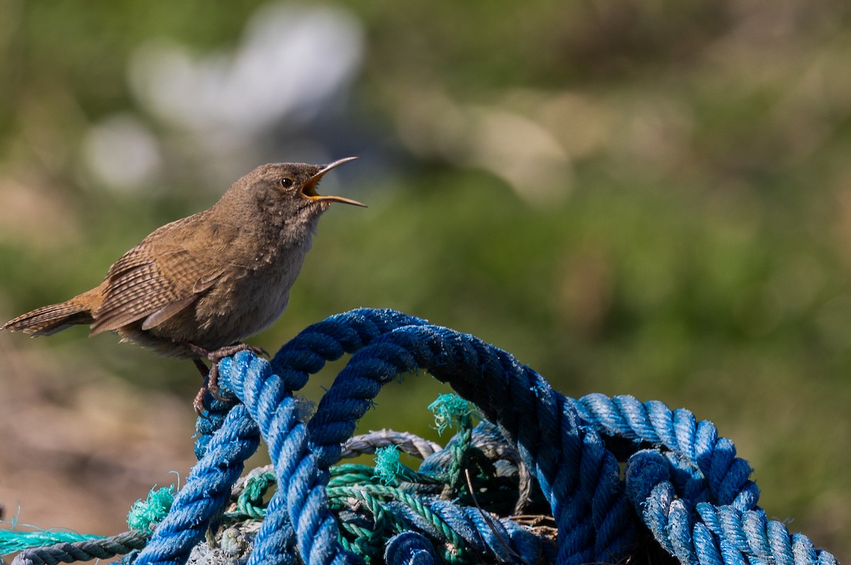 Falklandzaunkönig - ML646035056