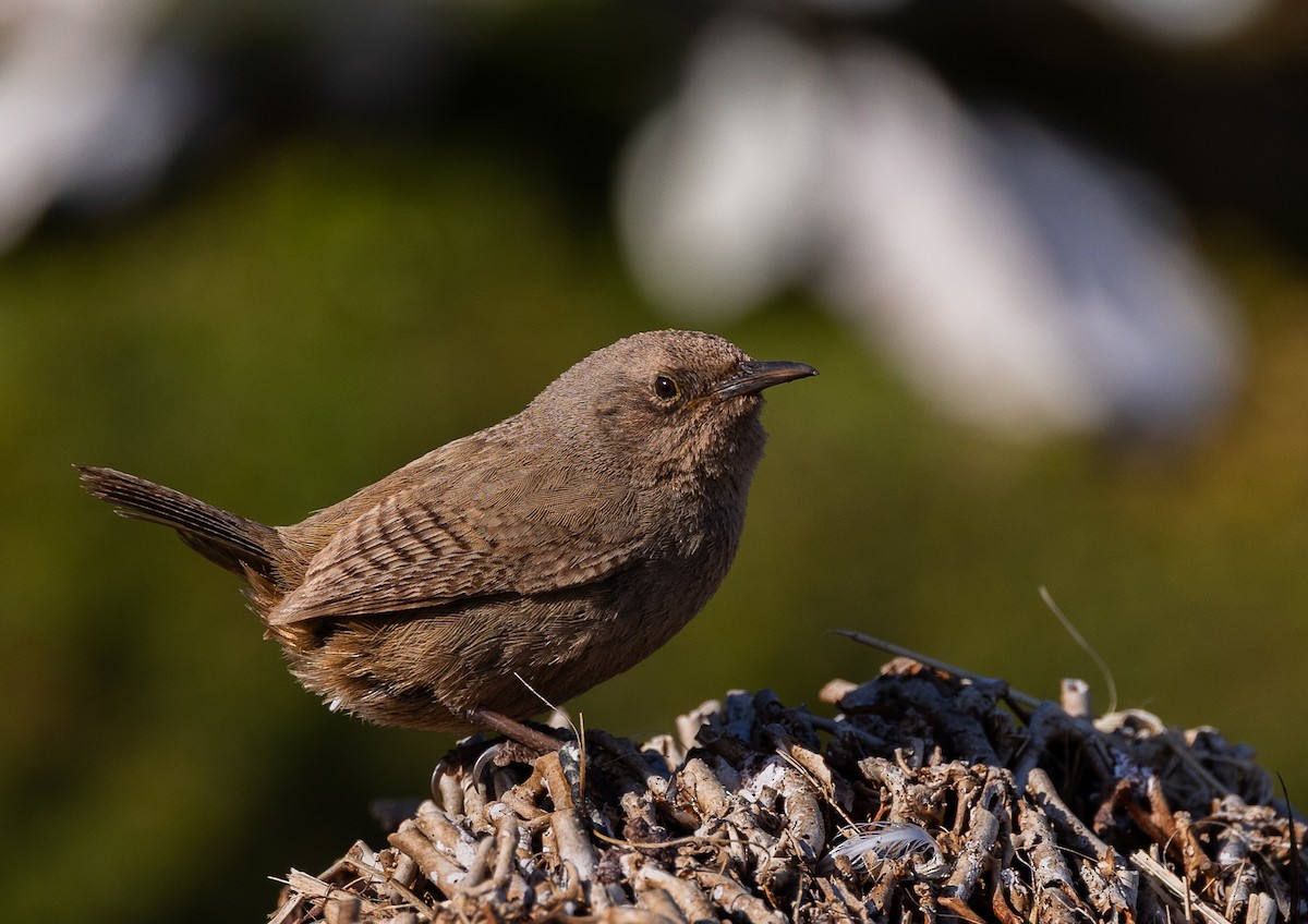 Falklandzaunkönig - ML646035057