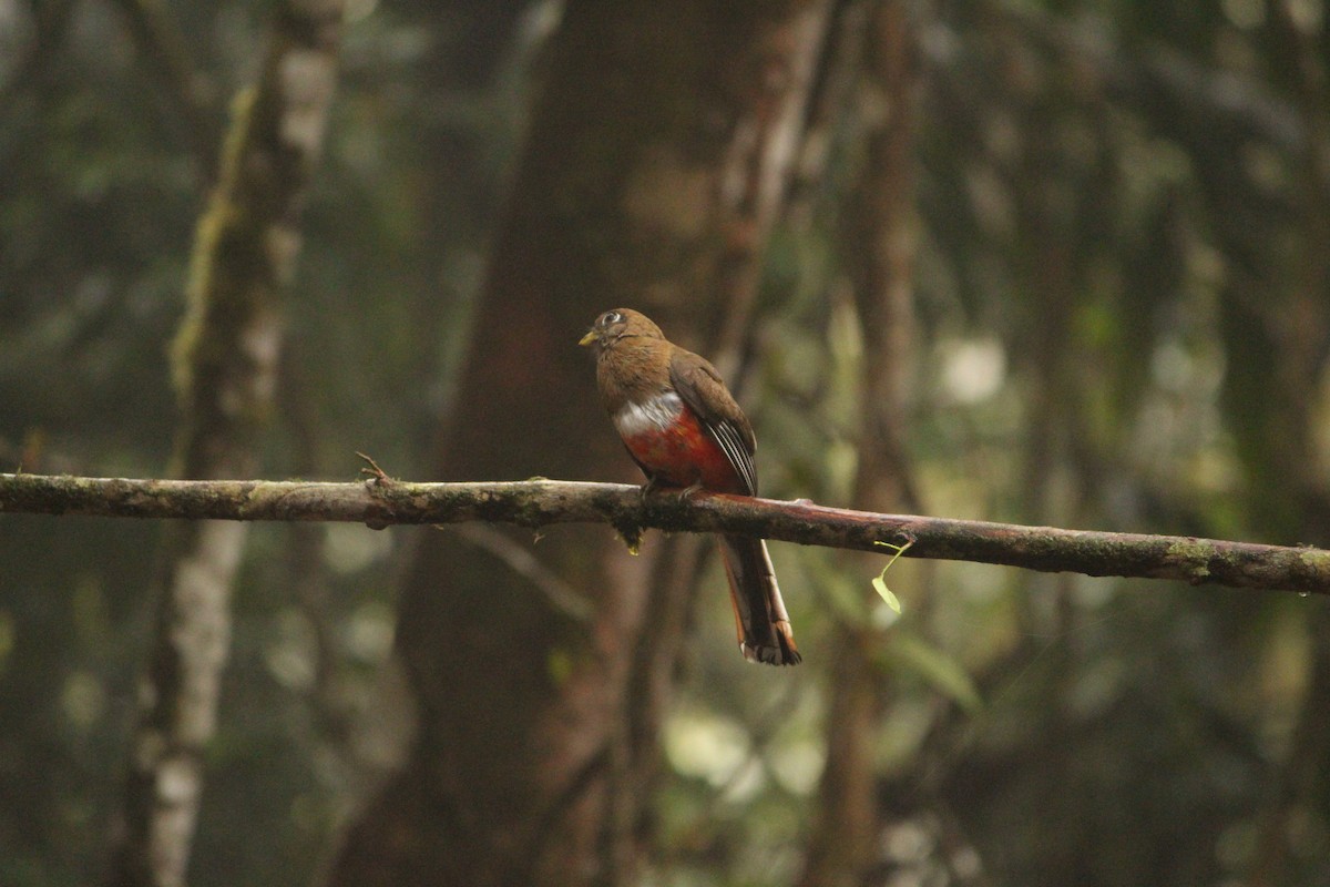 Collared Trogon - ML646035058