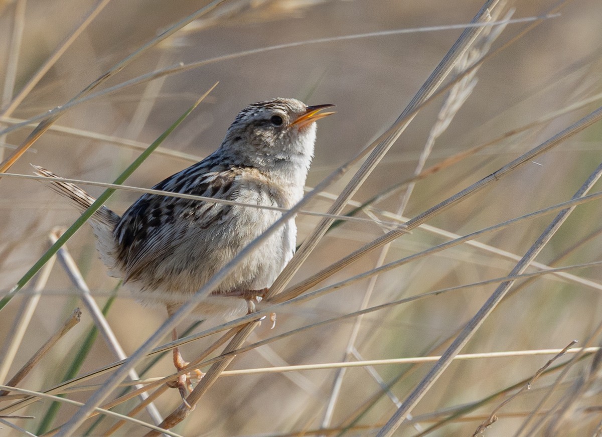 Pampazaunkönig - ML646035062