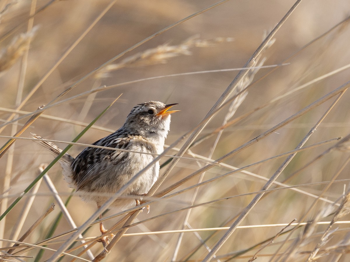 Pampazaunkönig - ML646035063