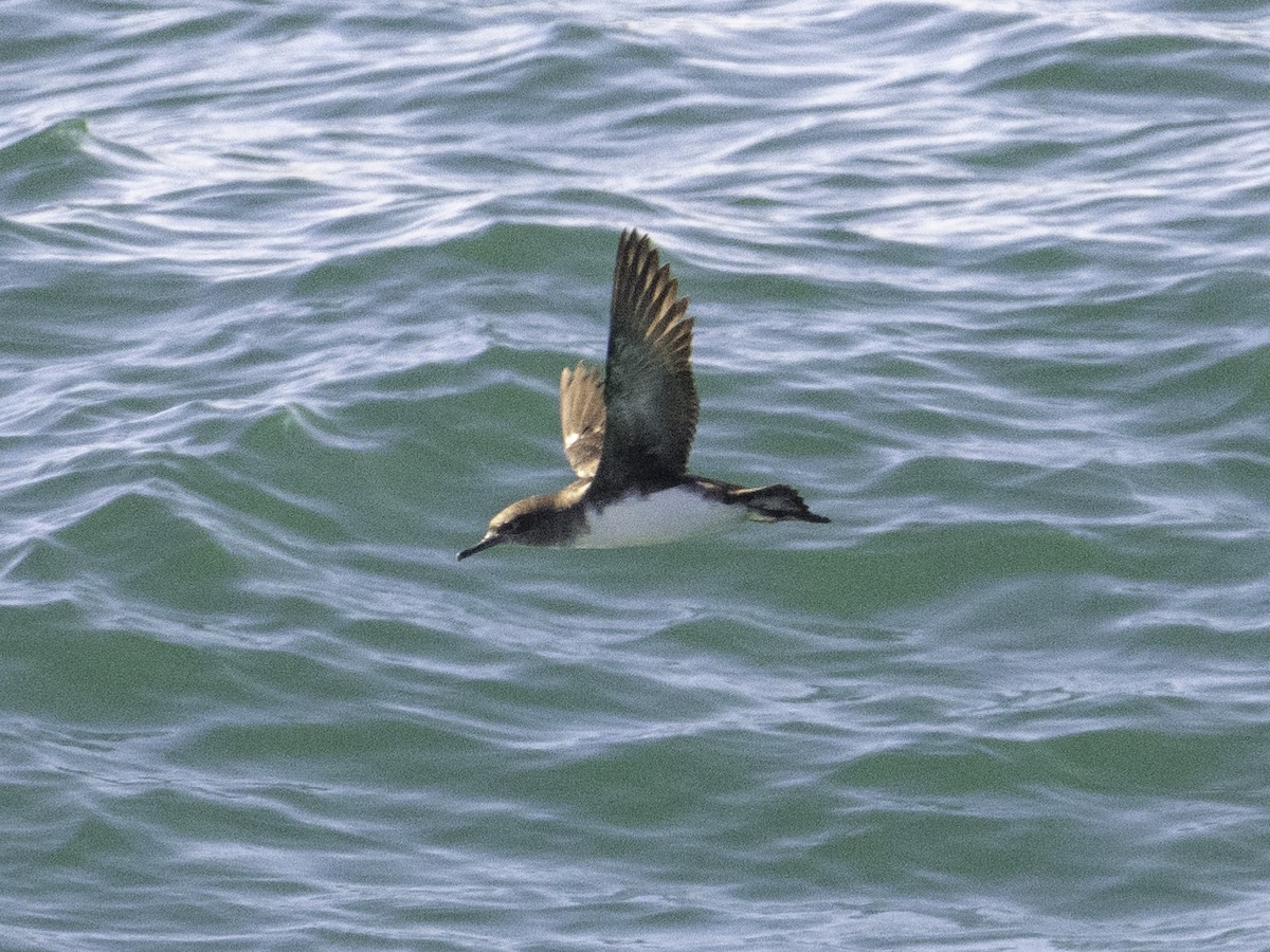 Hutton's Shearwater - ML646035065