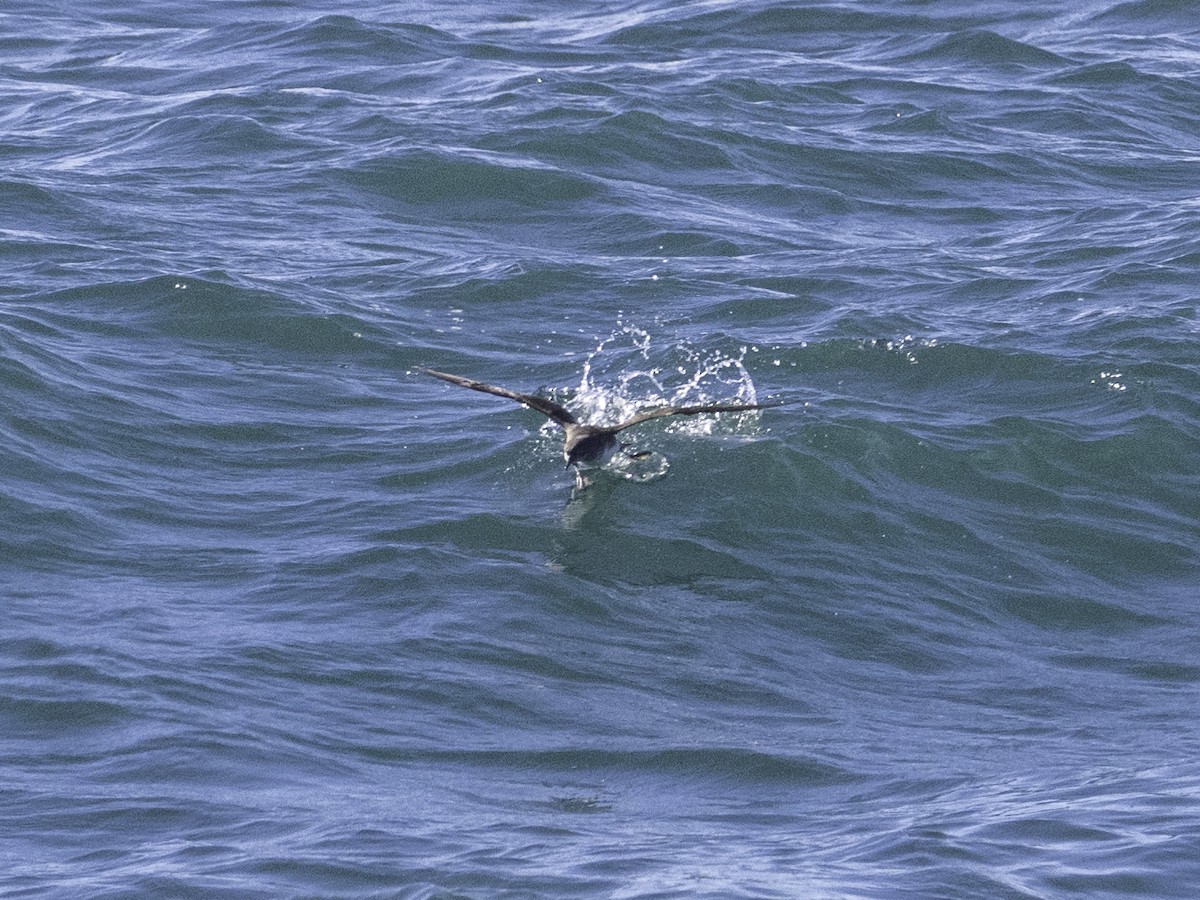 Hutton's Shearwater - ML646035067