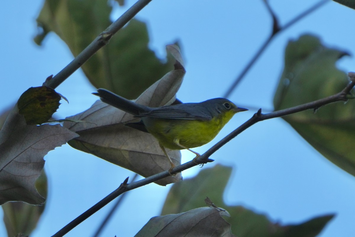 Canada Warbler - ML646035068
