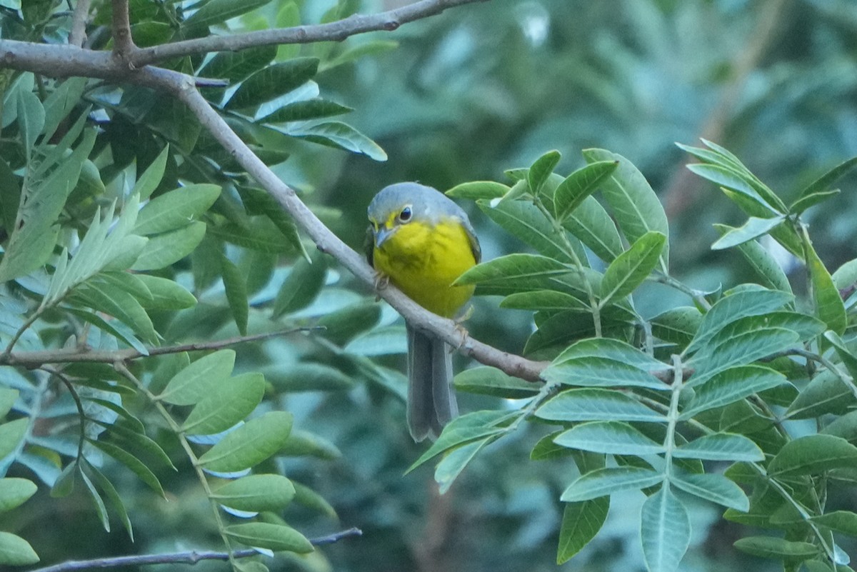 Canada Warbler - ML646035069