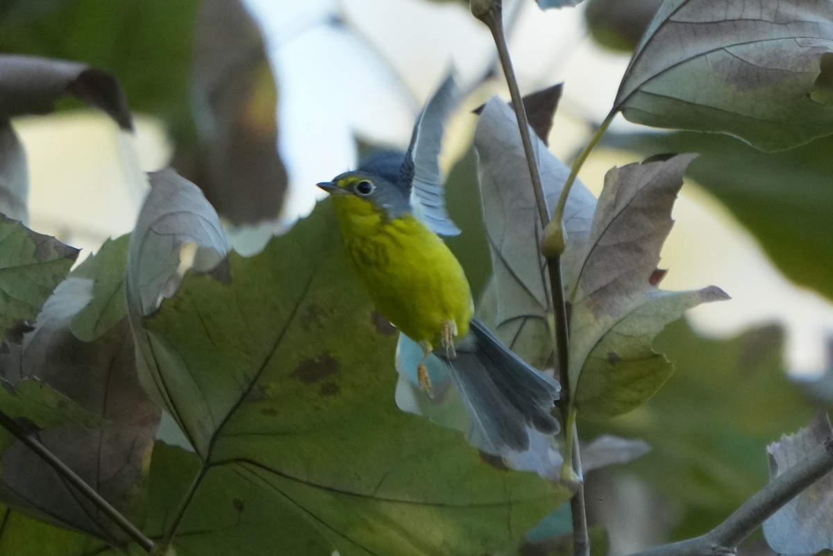 Canada Warbler - ML646035070